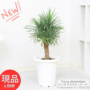  å ǥƥ ¿Ƭ 夬 8ȭ ⤵71cm ǥƥ ꡼إå ǥƥ ǥ  Yucca desmetiana Ĺ٤ ѱ  DIY ɥ饤  쥢 ɥ饤 ˶ڸȯ տʪ