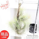 _|Cg2{^GAvc eBWA tLAi h22cm C[݂ GA[vc ؔ `WA t ɋ lĈi  gR[ Tillandsia funckiana xlYGŗLyiz ϗtA