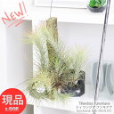 GAvc `WA tLAi h25cm C[݂ GA[vc ؔ eBWA ݂邷A t ɋ lĈi  gR[ Tillandsia funckiana xlYGŗLyiz ϗtA