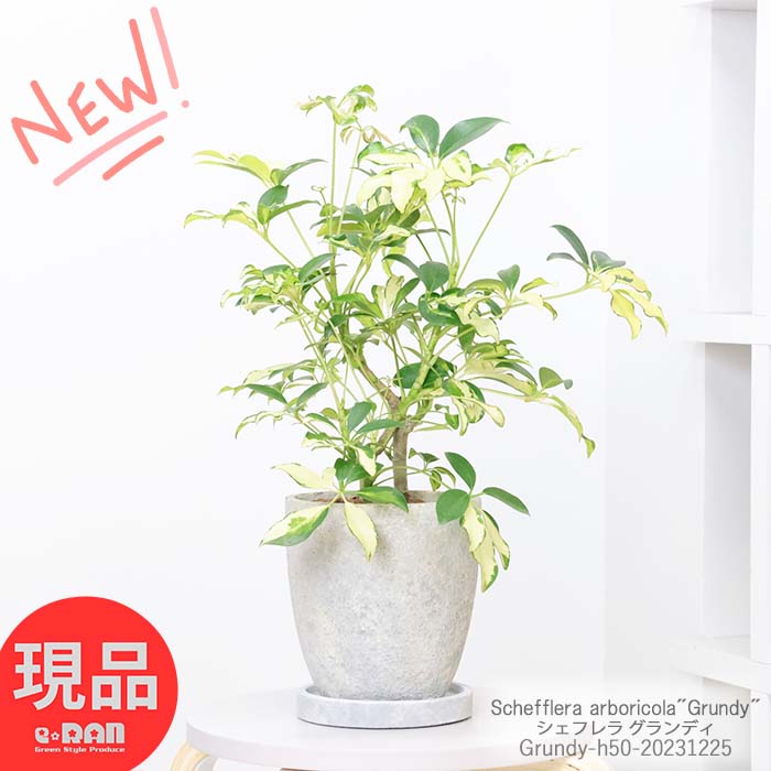 カポック ＼ポイント2倍／観葉植物 斑入り シェフレラ グランディ 高さ約50cm エッグセメントポット 6号サイズ シェフレラ ホンコン カポック アルボリコラ 曲線 曲がり樹形 耐寒性 オクトパスツリー 黄色い葉 Schefflera arboricola"Grundy" 開店祝 新築祝い【現品発送】