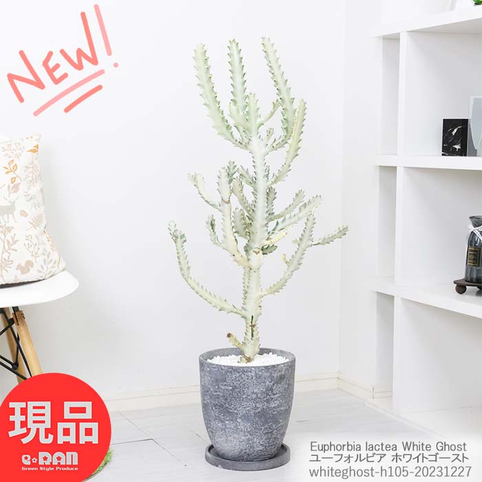 ＼ポイント5倍／多肉植物 ユーフォルビア ホワイトゴースト H105cm エッグセメントポット 観葉植物 希少種 白い幽霊 白い色 Euphorbia lactea White Ghost ラクティア 斑入り品種 さぼてん サボテン ビザールプランツ【現品発送】