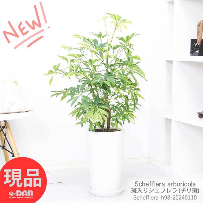 カポック 観葉植物 斑入りシェフレラ チリフ カポック 高さ98cm 陶器鉢仕立 希少種 ホンコンカポック チリ斑 アルボリコラ 丈夫で育てやすい 初心者 耐寒性 オクトパスツリー【現品発送】