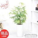 カポック 観葉植物 斑入りシェフレラ チリフ カポック 高さ98cm 陶器鉢仕立 希少種 ホンコンカポック チリ斑 アルボリコラ 丈夫で育てやすい 初心者 耐寒性 オクトパスツリー【現品発送】