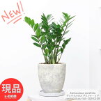 ＼ポイント2倍／観葉植物 ザミオクルカス ザミフォーリア 高さ55cm エッグセメントポット 専用受皿付き 管理説明書付き 金銭樹 Zamioculcas zamiifolia 肉厚な葉 ザミア耐陰性 サトイモ科 ザミオクルカス属 半日蔭 多肉植物 金運アップ 育てやすい植物【現品発送】