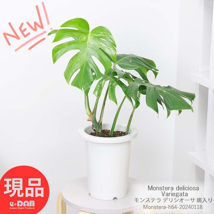 տʪ 꺤  󥹥ƥ ܥ륷 7ȭ H64cm   դ ޥץ쥼 ʪ ͯФ  Monstera deliciosa Variegata ˱ γ ʪ ڸȯ