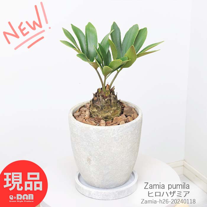 ソテツ ヒロハザミア 高さ26cm エッグセメントポット 6号サイズ ソテツ おしゃれ 観葉植物 メキシコソテツ ザミア・フルフラケア プミラ メキシコ 蘇鉄 そてつ 育てやすい インテリア 小型【現品発送】