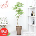 観葉植物 室内 エバーフレッシュ 8号鉢 高級樹脂製 高さ約126cm 曲がり樹形 中型 ネムノキの仲間 アカサヤネムノキ 合歓の木 夫婦和合 家内平和 葉が閉じる Cojoba arborea var. angustifolia【現品発送】