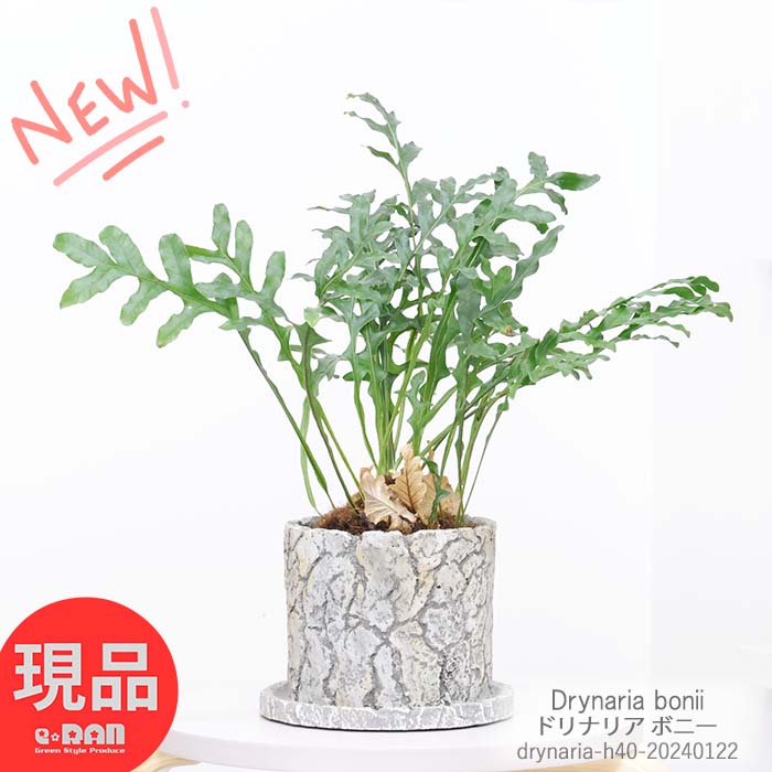 ＼ポイント5倍／シダ植物 育てやすいドリナリア ボニー 高さ40cm セメントポット 5号サイズ 着生植物 希少シダ 花 ガーデン DIY 観葉植物 おしゃれ シダ 室内 インテリア 小型 ハカマウラボシ属 カザリシダ ドリナリアドリー Drynaria bonii【現品発送】