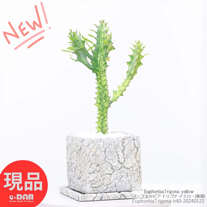 観葉植物 棚 多肉植物 ユーフォルビア トリゴナ イエロー(黄斑) h40cm セメントポット鉢 小鉢 育て易い 珍奇植物 EuphorbiaTrigona yellow サイウンカク 彩雲閣 斑入り品種 サボテン ビザールプランツ【現品発送】