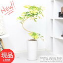 ϗtA VFt S[h[t H96cm 픫  Ǘ Mt 엿܃v[g zRJ|bN  S`   Ă₷ F t A{R _Y INgpXc[ Schefflera arboricola 'Dazzle' yiz