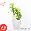 ＼ポイント2倍／観葉植物 棚 斑入り シェフレラ ジェニーネ エッグセメントポット 高さ約51cm 6号サイズ 曲がり樹形 金魚葉カポック 枝変わり 金魚の尾のような形 希少 レナータ ハートリーフ 盆栽 個性的 小さい ミニ Schefflera arboricola 'Janine'