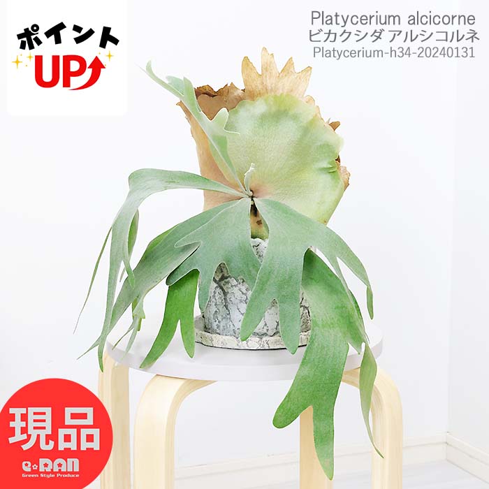 ＼ポイント2倍／観葉植物 ビカクシダ アルシコルネ (コウモリラン) セメントポット h34cm 管理説明書 受皿付き 肥料小袋プレゼント プラティケリウム ビフルカツム アルキコルネ おしゃれ グリーン 鹿のツノ 麋角羊歯 貯水葉【現品発送】