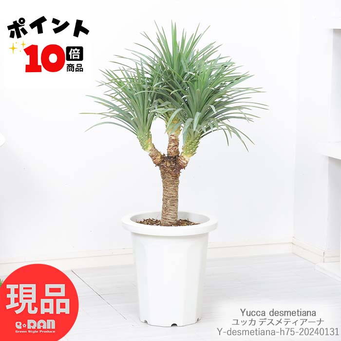 ݥ10ܡ å ǥƥ ¿Ƭ 夬 8ȭ ⤵75cm ǥƥ ꡼إå ǥƥ ǥ տʪ  Yucca desmetiana Ĺ٤ ѱ  DIY  쥢 ɥ饤 ˶ڸȯ