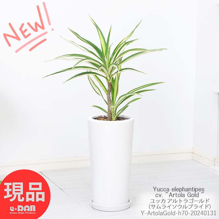 観葉植物 希少種 ユッカ エレファンティペス アルトラゴールド 高さ約70cm 陶器鉢 白 管理説明書 受皿付き 肥料小袋プレゼント ユッカ サムライソウルブライド 珍しい品種 青年の木 ドライガーデン 【現品発送】