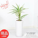 ユッカ 観葉植物 希少種 ユッカ エレファンティペス アルトラゴールド 高さ約70cm 陶器鉢 白 管理説明書 受皿付き 肥料小袋プレゼント ユッカ サムライソウルブライド 珍しい品種 青年の木 ドライガーデン 【現品発送】