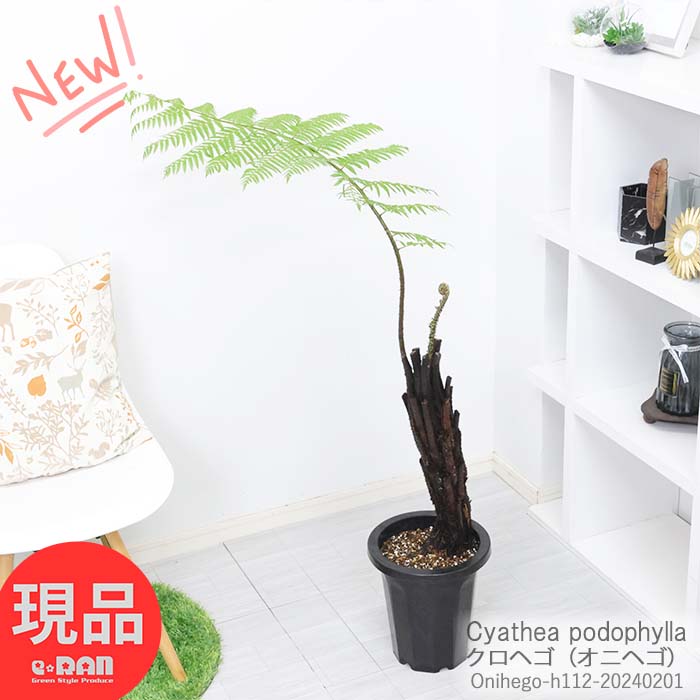 シダ 観葉植物 オニヘゴ 8号鉢 112cm 管理説明書 受皿付き 肥料小袋プレゼント 鬼 クロヘゴ 希少種 インテリア シダ Cyathea spinulosa 植物 木性シダ 大型種 ジャングル アジアン インテリア 【現品発送】