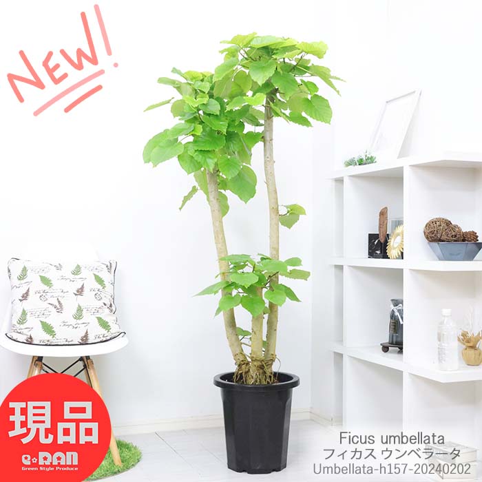 【寒冷地不可商品】観葉植物 大型 幹太 フィカス ウンベラータ h157cm 10号鉢 人気 曲がり樹形 インテリアグリーン 人気 お祝い 新築祝い 贈り物 風水 おしゃれ 鉢植え 育て易い Ficus umbellata ハート形 大きな葉 永久の幸せ【現品発送】