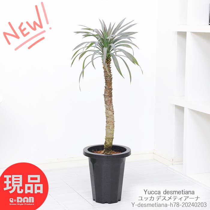 ݥ5ܡտʪ å ǥƥ 夬 7ȭ ⤵78cm ǥƥ ǥƥ ǥ Yucca desmetiana Ĺ٤ ѱ  DIY ɥ饤ǥ  쥢 淿 ɥ饤ǥ  ˶ڸȯ