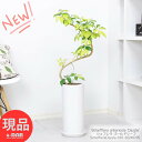 ϗtA VFt S[h[t 97cm 픫  Ǘ Mt 엿܃v[g zRJ|bN  S`   Ă₷ F t A{R _Y INgpXc[ Schefflera arboricola 'Dazzle' yiz