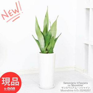 ¿ʪ 󥹥٥ꥢ ࡼ󥷥㥤 ⤵75cm ƫȭ   󥻥٥ꥢ ȥΥ Ƥ䤹 Sansevieria  տʪ  ꡼ ѱ  Źˤ ۽ˤ  ̡ڸȯ