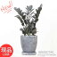 ִտʪ ߥ륫 쥤 ⤵47cm åȥݥå 6極 Ѽ դ ޥץ쥼  Zamioculcas"Raven" 쥤֥  ߥ ѱ ȥ Ⱦ ¿ʪ Ɀå Ƥ䤹ʪڸȯۡפ򸫤