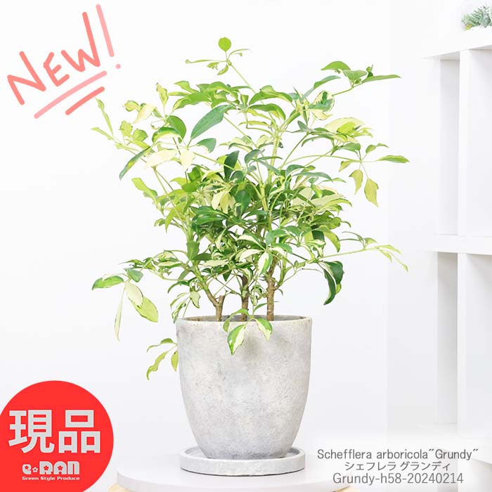 カポック ＼ポイント2倍／ 観葉植物 斑入り シェフレラ グランディ 高さ約58cm エッグセメントポット 7号サイズ シェフレラ ホンコン カポック アルボリコラ 耐寒性 オクトパスツリー 黄色い葉 Schefflera arboricola"Grundy" 開店祝 新築祝い【現品発送】