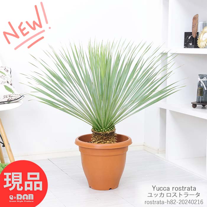 ユッカ ＼ポイント5倍／ユッカ ロストラータ 10号鉢 高さ約82cm 観葉植物 大型 耐寒性 Yucca rostrata ビッグベンド 鉢植え 地植え ガーデニング ドライガーデン リゾート シンボルツリー ドライガーデン 男前 庭木【現品発送】