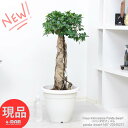 ＼ポイント2倍／観葉植物 ガジュマル コパンダ 接木 高さ約87cm 10号鉢 朴仕立 多幸の木 希少種 極太 パンダガジュマル ドワーフ がじゅまる Ficus microcarpa Panda dwarf 精霊 マルバガジュマル 矮性種 キムジナー 我樹丸 結婚祝い 新築祝い【現品発送】