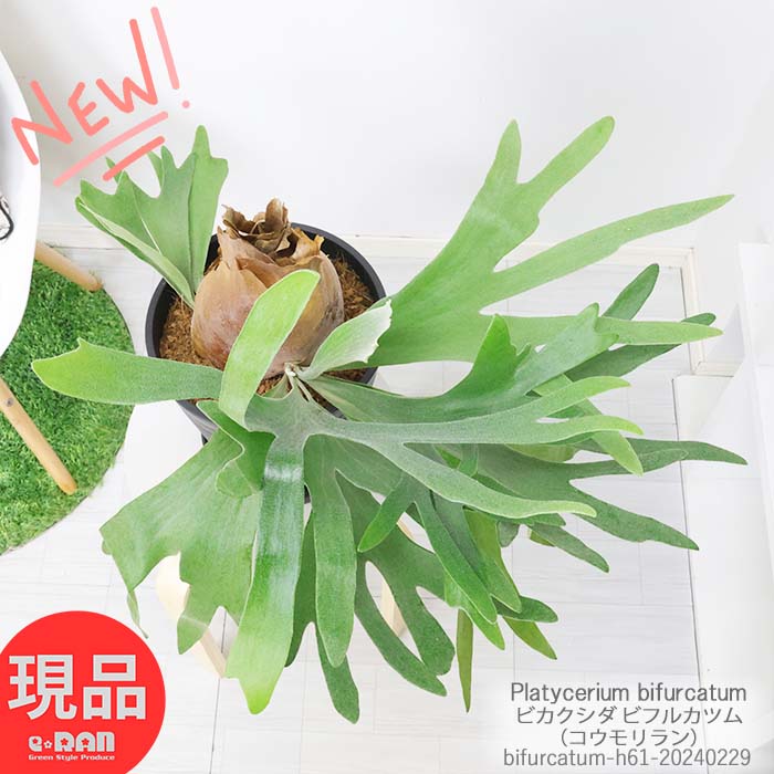 シダ 観葉植物 着生シダ コウモリラン ビカクシダ ビフルカツム (子株付き) 高さ約61cm 8号鉢 管理説明書 受皿付き 肥料小袋プレゼント Platycerium bifurcatum 人気 インテリア 麋角羊歯 鹿のツノ 麋角羊歯 貯水葉 グリーン 育てやすい【現品発送】