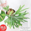 観葉植物 着生シダ コウモリラン ビカクシダ ビフルカツム (子株付き) 高さ約61cm 8号鉢 管理説明書 受皿付き 肥料小袋プレゼント Platycerium bifurcatum 人気 インテリア 麋角羊歯 鹿のツノ 麋角羊歯 貯水葉 グリーン 育てやすい【現品発送】