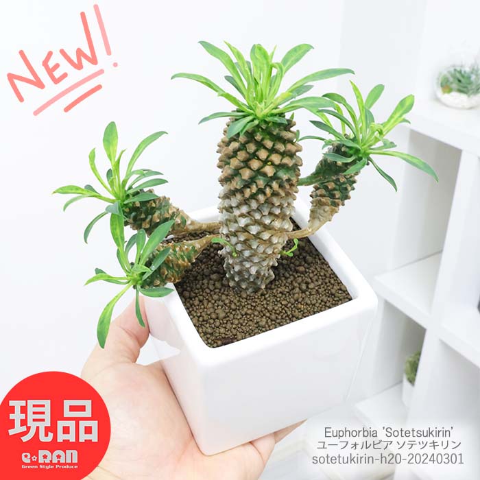 多肉植物 ユーフォルビア ソテツキリン 子株付き (パイナップルコーン)高さ約20cm 陶器鉢 白 観葉植物 蘇鉄麒麟 ブプレウリフォリア サボテンの様な多肉 個性的 テーブルグリーン 小鉢 小さい鉢【現品発送】