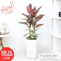 フィカス（ゴム） ＼ポイント2倍／ 観葉植物 人気 フィカス ルビー 高さ約97cm 陶器鉢 白 斑入りゴム ゴムノキ ゴムの木 室内 おしゃれ 育てやすい Ficus elastica 'Ruby' フィカス・バーガンディの枝変わり品種 アンティーク 結婚祝い 新築祝い【現品発送】