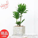 ドラセナ ドラセナ コンパクタ 高さ約54cm 6号サイズ クラックセメントポット 育てやすい 観葉植物 管理説明書 受皿付き 肥料小袋プレゼント ドラセナ ワーネッキー 矮性（ドラセナ デレメンシス）成長 遅い 植物 花言葉 幸福 永遠の愛 幸せな恋 おしゃれ 新築祝い【現品発送】