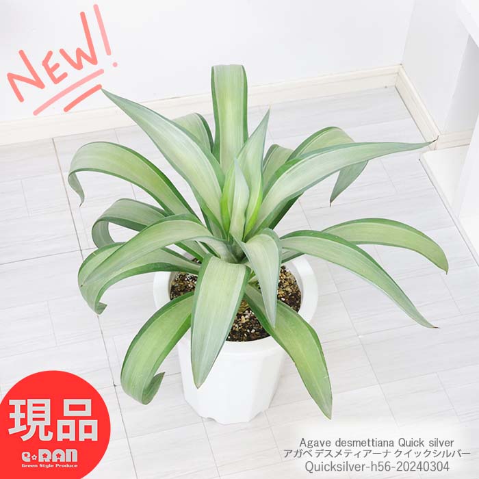 多肉植物 子株付き アガベ デスメティアーナ クイックシルバー 高さ約56cm Agave desmettiana Quick silver 白銀中斑 センチュリープラント アガヴェ あがべ 大型 観葉植物ドライガーデン ロックガーデン【現品発送】