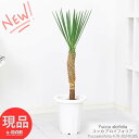 󏭎 ϗtA  bJ ACtHA 78cm 7 Ǘ Mt 엿܃v[g hCK[f AJX^C ZW   N̖ Yucca aloifolia 썑  傫قǊ yiz