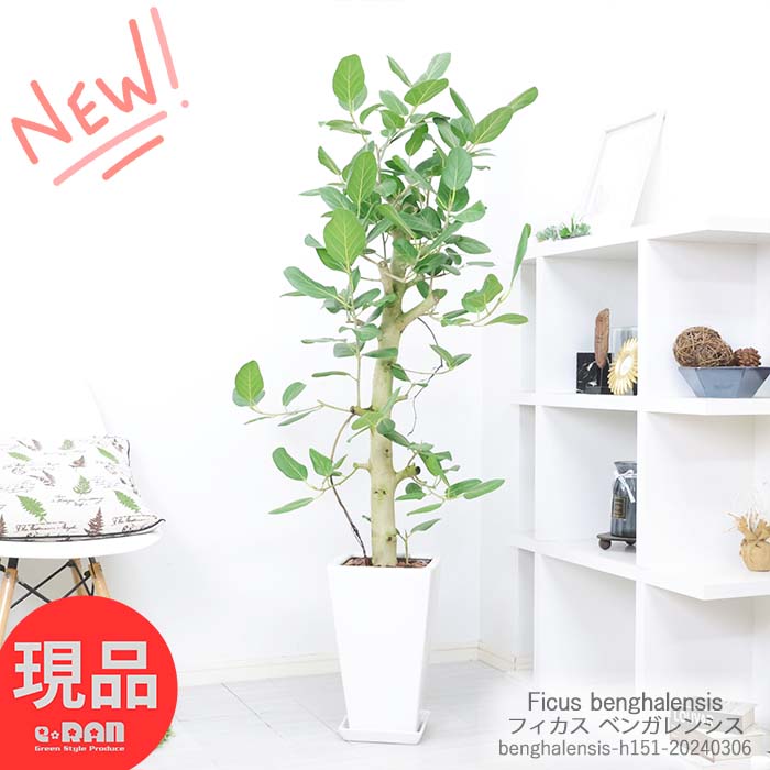 観葉植物 ゴムの木 フィカス ベンガレンシス 高さ約151cm 陶器鉢 スタンダード樹形 管理説明書 受皿付 肥料小袋プレゼント【人気 おしゃれ ベンガルボダイジュ 菩提樹 ゴムノキ シンボルツリー バニヤンツリー Ficus benghalensis 】【現品発送】