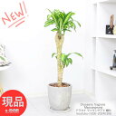 ϗtA K̖ A hZi }bTQAi ԉ 100cm 픫  E[c Dracaena fragrans Massangeana V}Zl{N hZi ˑRψ ebJ ZbJ Ă₷A JXj JƏj jMtgyiz