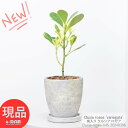 観葉植物 入手困難 希少 斑入り クルシア ロゼア 高さ約43cm エッグセメントポット 6号サイズ サインの木 署名の木 メモの木 メッセージ Clusia rosea 039 variegata 039 オートグラフ ツリー お部屋 小鉢 グリーンインテリア レア 丸い葉 【現品発送】