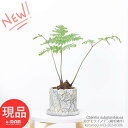 シダ シダ植物 カツモウイノデ（褐毛猪手）セメントポット 高さ約43cm 希少 観葉植物 クテニティス サブグランデュロサ オシダ科 カツモウイノデ属 褐毛猪の手 シダ（羊歯） Ctenitis subglandulosa【現品発送】