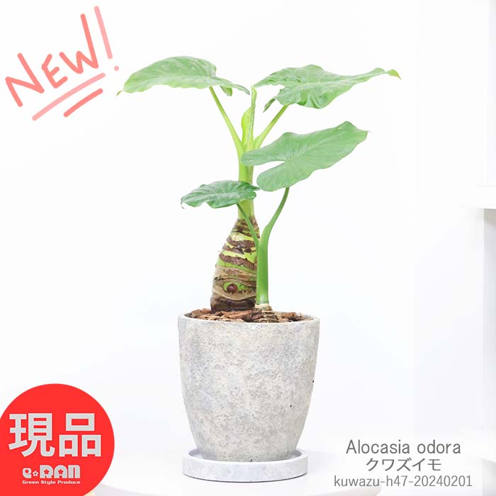 観葉植物 縁起の良い子持ち クワズイモ 高さ約47cm エッグセメントポット 6号サイズ 人気のインテリア くわずいも アロカシア ハート形の葉 出世芋 トトロの傘 送料無料 Alocasia odora 開店祝い ギフト 小さい 【現品発送】のサムネイル