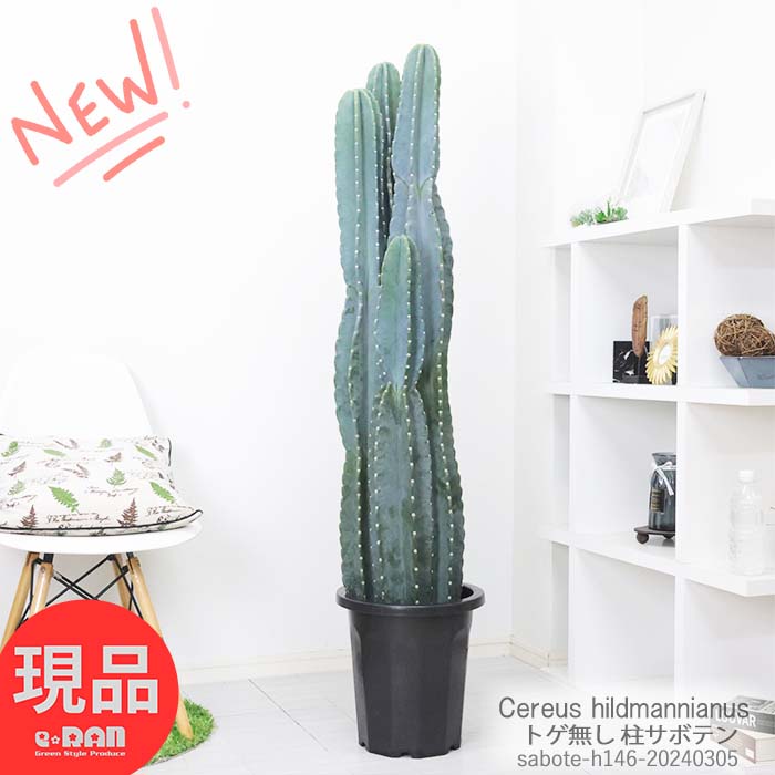 _|Cg5{^146cm lC̃gQ T{e 10 Sʊp T{e ^ ϗtA   gQiV T{e LJN Cereus hildmannianus PEX qjAiX hCK[f bNK[f tAO[yiz