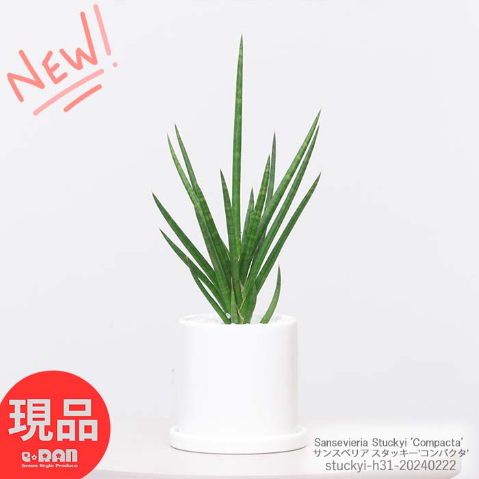 多肉植物 サンスベリア スタッキー'コンパクタ' 陶器鉢 白 高さ約31cm 希少 ガーデン DIY 観葉植物 珍しい サンセベリア ツツチトセラン スタッキー 鉢植え 室内 育て易い 誕生日 記念日 ギフト プレゼント 新築祝い 開店祝い【現品発送】