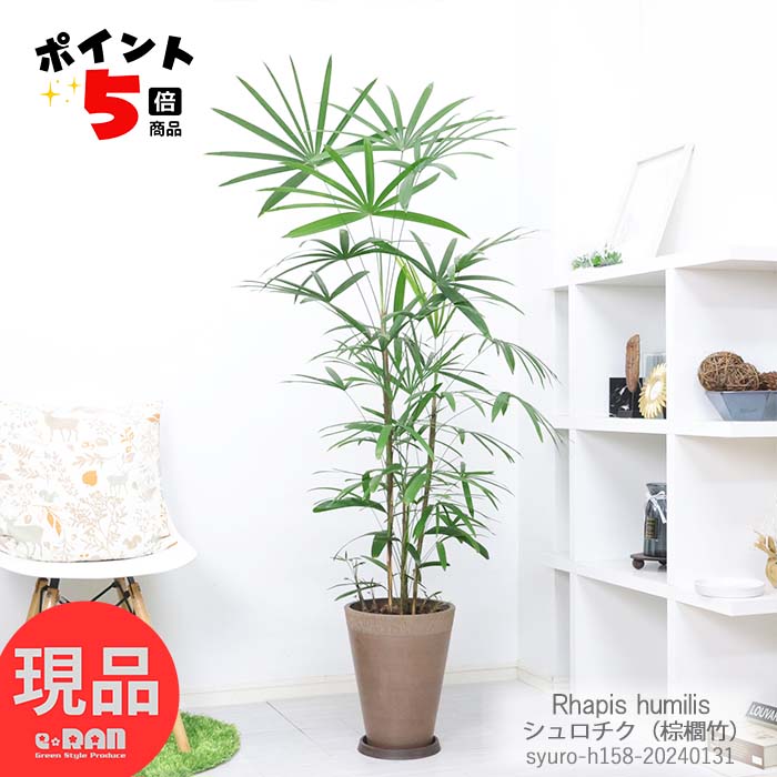 シュロチク 観葉植物 ＼ポイント5倍／観葉植物 大型 シュロチク（棕櫚竹）h148cm 高級樹脂製8号鉢 寒さに強い植物 ヤシの木の仲間 コシュロ 日陰 アジアンテイスト 和モダン Rhapis humilis カンノンチク 似ている植物 育てやすい 人気【現品発送】