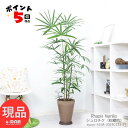 ヤシ ＼ポイント5倍／観葉植物 大型 シュロチク（棕櫚竹）h148cm 高級樹脂製8号鉢 寒さに強い植物 ヤシの木の仲間 コシュロ 日陰 アジアンテイスト 和モダン Rhapis humilis カンノンチク 似ている植物 育てやすい 人気【現品発送】