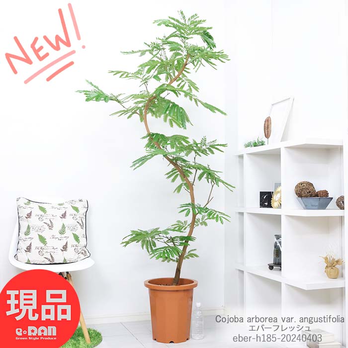 ＼ポイント2倍／観葉植物 大型 エバーフレッシュ 10号鉢 高さ約185cm おしゃれな 曲がり樹形 大きい 人気 インテリア リビング 室内 寝室 御祝 新築祝い 開店祝い 事務所移転祝い アカサヤネムノキ 合歓の木 夫婦和合 家内平和 細長い葉 葉が閉じる植物【現品発送】