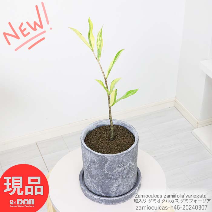 斑入選抜個体 ザミオクルカス ザミフォーリア 高さ約46cm セメントポット オシャレ 観葉植物 人気のインテリアグリーン 艶のある葉 金運アップ縁起 入手困難 植物 金銭樹 乾燥に強い 耐陰性 育てやすい