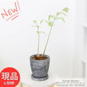 観葉植物 ゴールデンモンキー 高さ約51cm エッグセメントポット 6号サイズ シダ植物 キンモウコウ 孫悟空 タカワラビ キンモンコウ 金狗毛 ゴールデンチャウチャウ ワラビ インテリア テーブルグリーン ペットプランツ たかわらび 幸運を呼ぶ植物