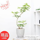 カポック 観葉植物 斑入り シェフレラ ソフィア 高さ76cm エッグセメントポット 7号サイズ 曲線 曲がり樹形 ホンコンカポック 希少 黄斑 育てやすい 黄色い葉 アルボリコラ ウォルシー オクトパスツリー お祝い 移転祝い 引越し祝い 結婚祝い 新築祝い【現品発送】