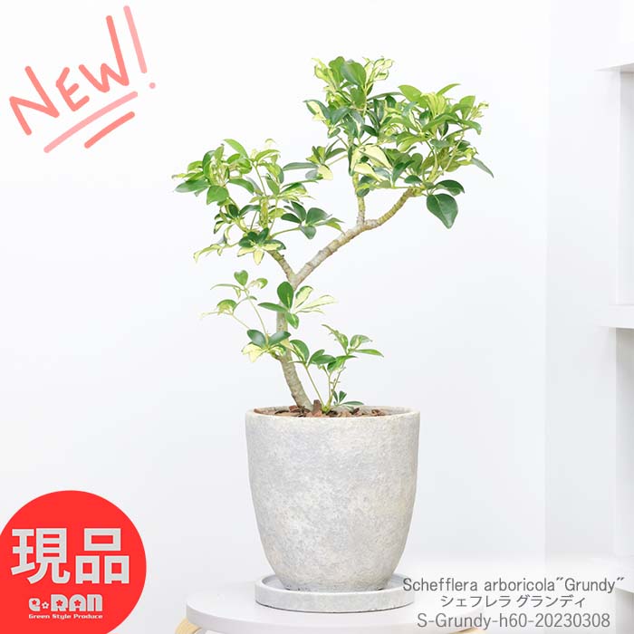 観葉植物 斑入り シェフレラ グランディ 高さ約60cm エッグセメントポット 7号サイズ シェフレラ ホンコン カポック アルボリコラ 曲線 曲がり樹形 耐寒性 オクトパスツリー 黄色い葉 Schefflera arboricola