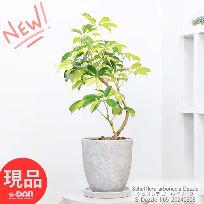 カポック ＼ポイント5倍／観葉植物 斑入り シェフレラ ゴールドリーフ 高さ約65cm エッグセメントポット 7号サイズ ホンコン カポック アルボリコラ 曲線 曲がり樹形 耐寒性 オクトパスツリー 黄色い葉 Schefflera arboricola Dazzle 開店祝い 新築祝い 贈答品【現品発送】